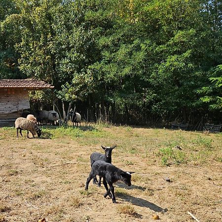 Farmica, Bed&Breakfast, Bazen Izdvojen Nekoliko Minuta Hoda Konuk evi Ðurđevac Dış mekan fotoğraf