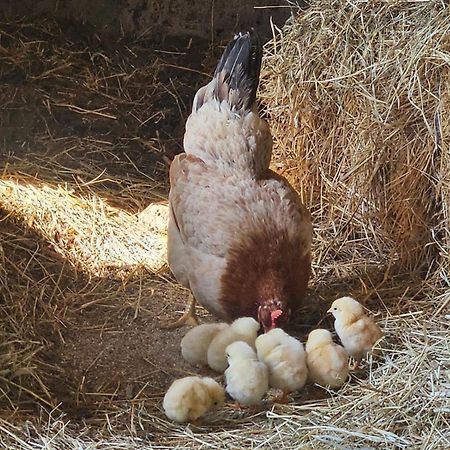 Farmica, Bed&Breakfast, Bazen Izdvojen Nekoliko Minuta Hoda Konuk evi Ðurđevac Dış mekan fotoğraf