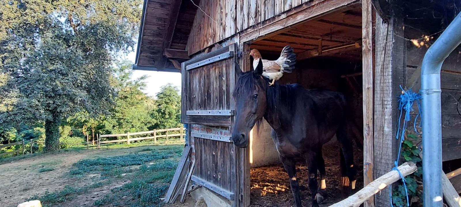 Farmica, Bed&Breakfast, Bazen Izdvojen Nekoliko Minuta Hoda Konuk evi Ðurđevac Dış mekan fotoğraf