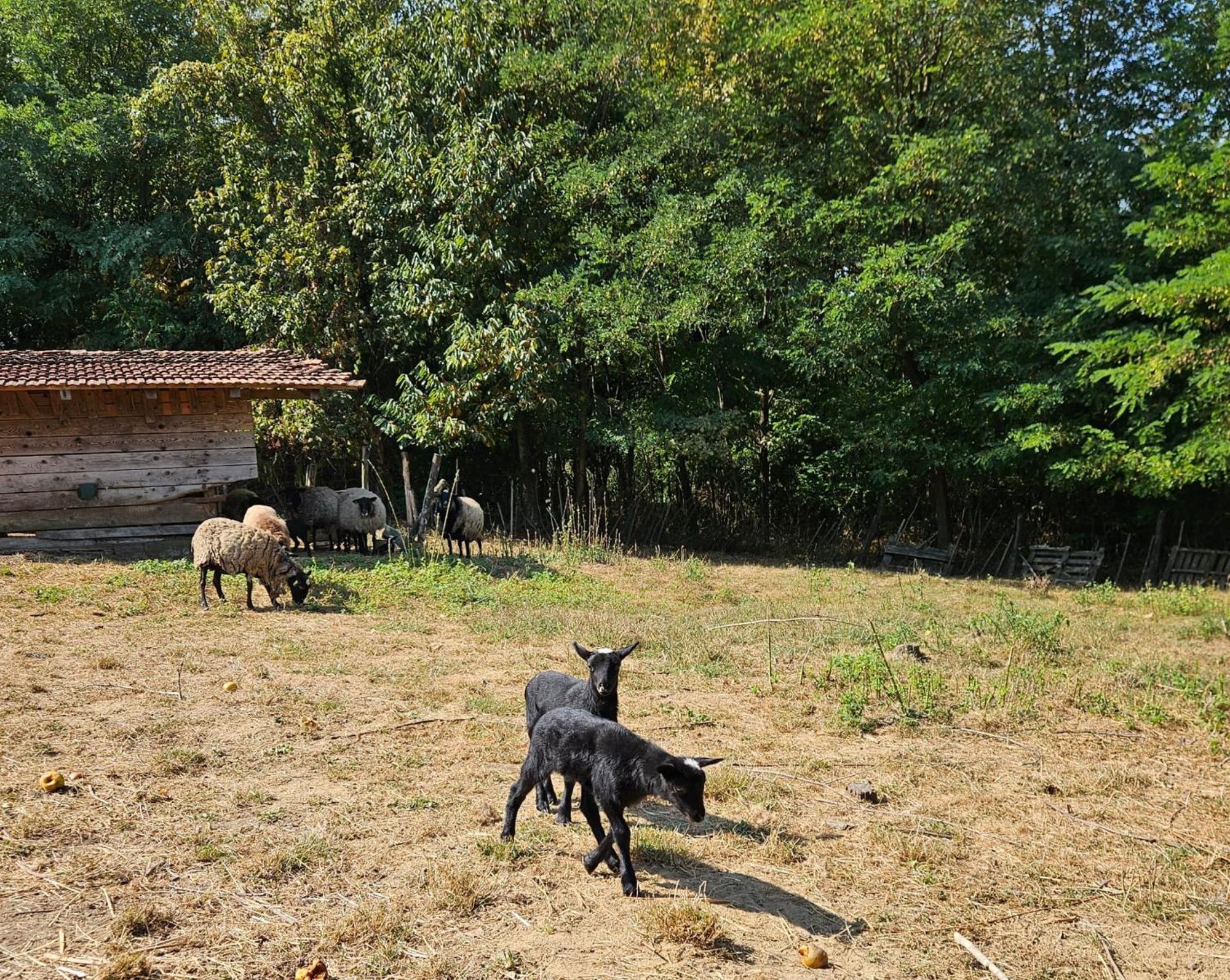 Farmica, Bed&Breakfast, Bazen Izdvojen Nekoliko Minuta Hoda Konuk evi Ðurđevac Dış mekan fotoğraf