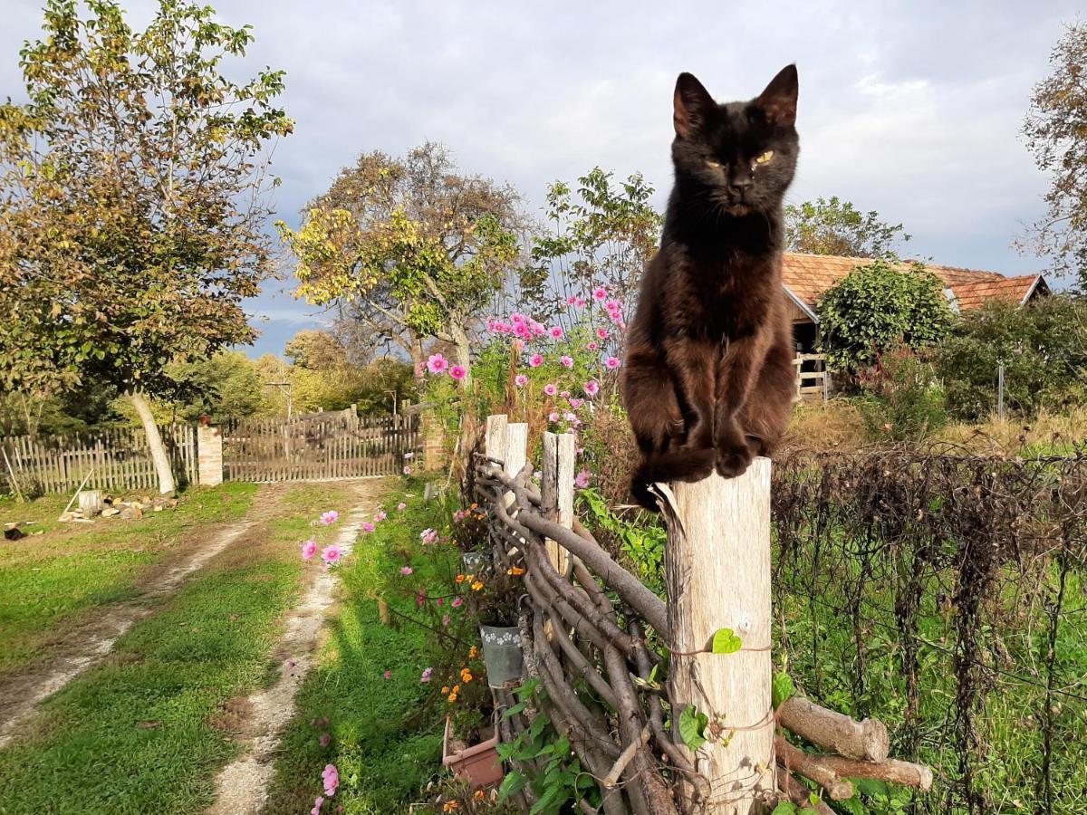 Farmica, Bed&Breakfast, Bazen Izdvojen Nekoliko Minuta Hoda Konuk evi Ðurđevac Dış mekan fotoğraf